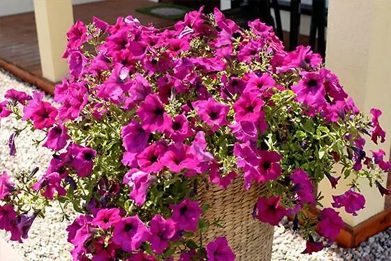 Elsta * Władysławowo